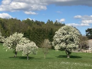 Streuobstwiese