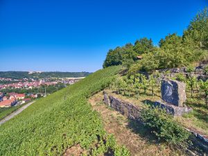 Weinberg mit Aussicht
