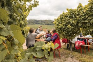 Menschen sitzend zwischen Weinreben