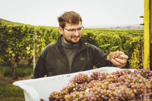 Weinlese