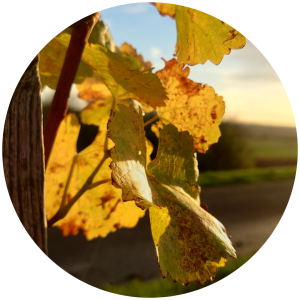Weinrebe